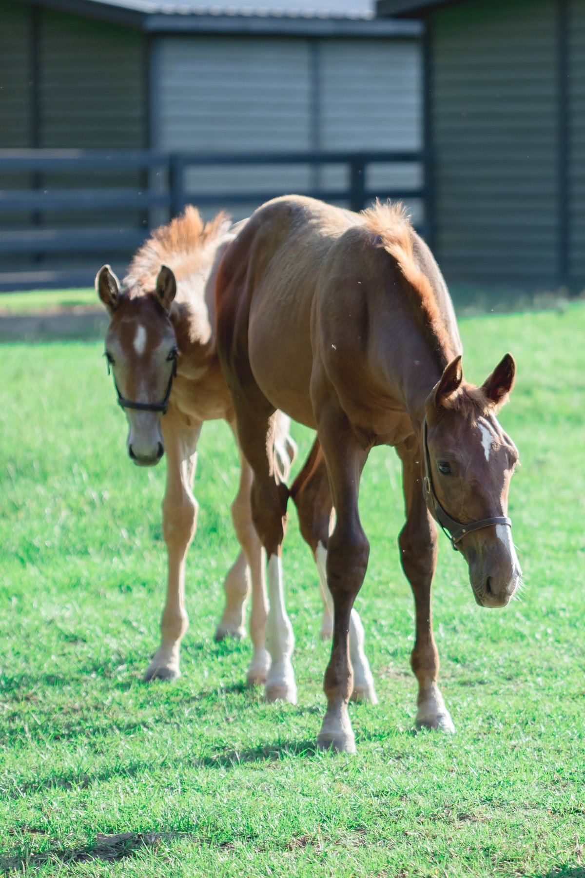 Windwood Equestrian - Breeders Of Exceptional Showjumping Horses (Birmingham, Alabama, USA) 